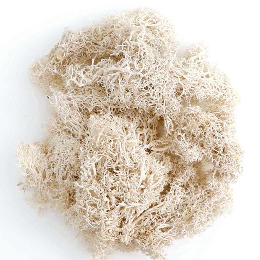 

Green Plants Mini Landscape Home Ornaments Eternal Moss Moss Garden Decoration Artificial Plants бежевый