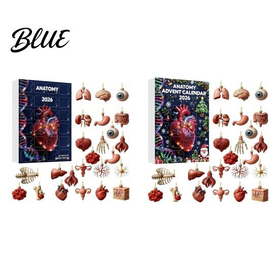 Human Body Model Set Anatomical Calendar 24-Day Anatomy Advent Set 2026 Organ Ornament Medical Student