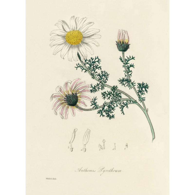 Vintage Botanisch Modern Wildblumen Kunst Poster Leinwand Malerei Wanddrucke Bild für Wohnzimmer Heimdekor