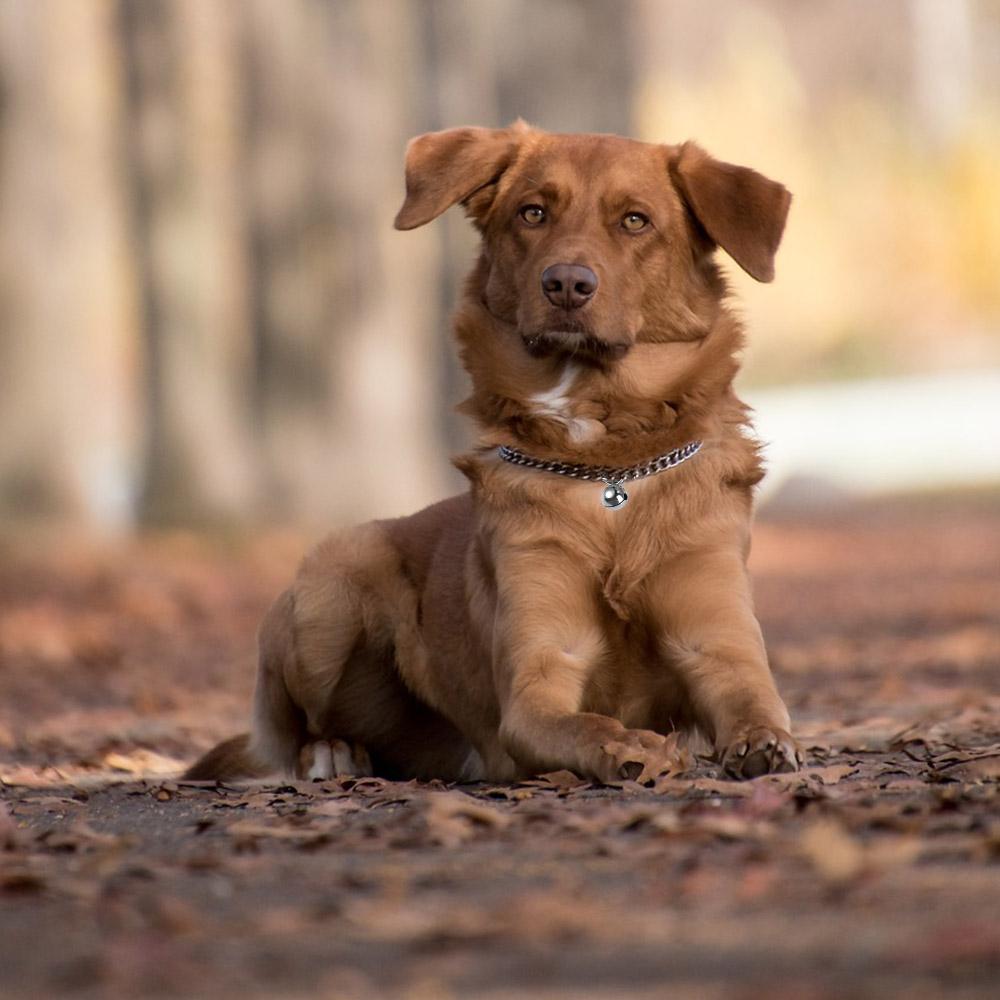 Puppy Pet Accessory Small Dog Cat Accessory Dog Gold Chain Cat Collar Dog Necklace Pet Chain