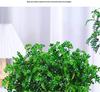 Hydroponic Fragrant Wood Indoor Plant | Insect & Mosquito Repellent | Evergreen Year-Round Desktop Decor