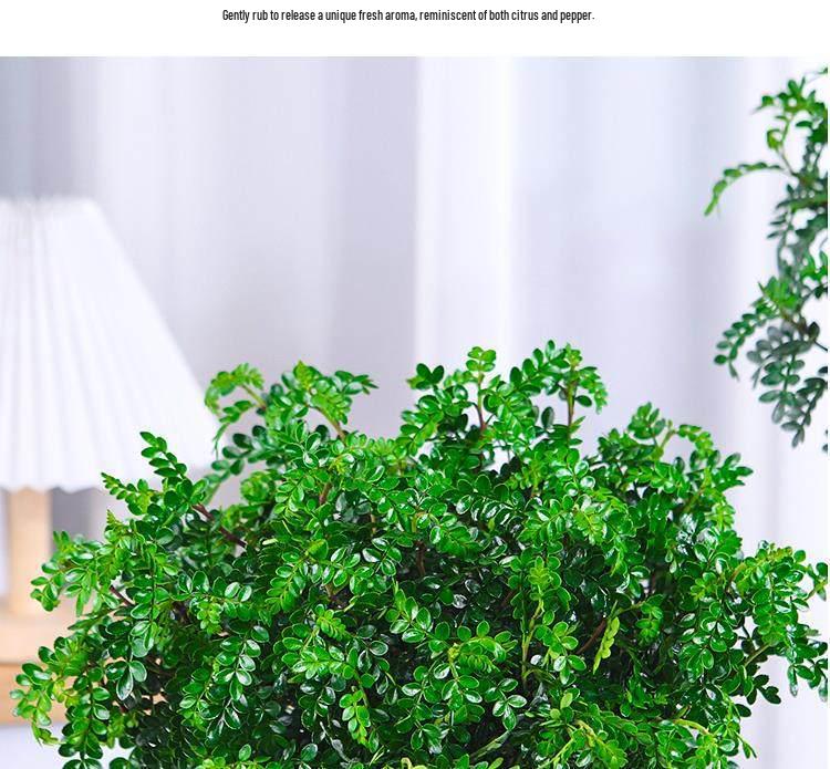 Hydroponic Fragrant Wood Indoor Plant | Insect & Mosquito Repellent | Evergreen Year-Round Desktop Decor