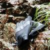 Caravan Mountain Stream Gloves Pro CV03613 190 Black L