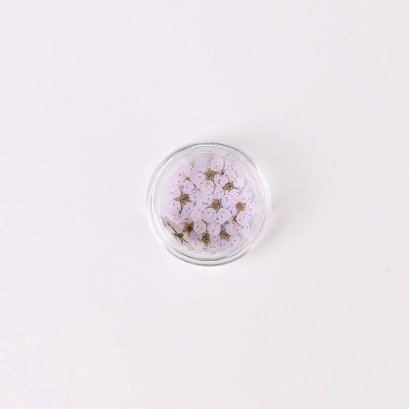 20pcs/Box Nail Art Dried Flowers Spirea Small Plum Narcissus Nail Art Color Mixed Flower Dried Flower Patch DIY Nail Decoration