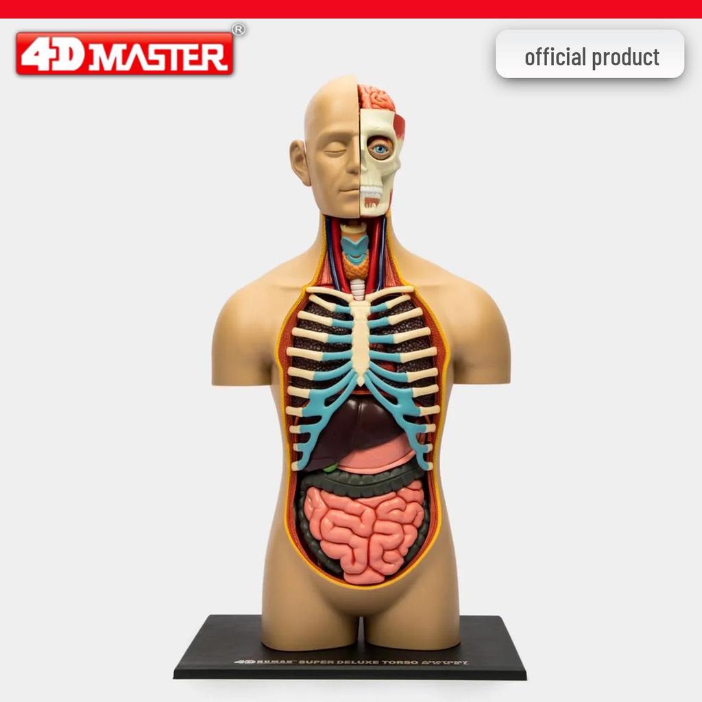 4D Knee Joint Ligament Anatomy Model for Medical Teaching