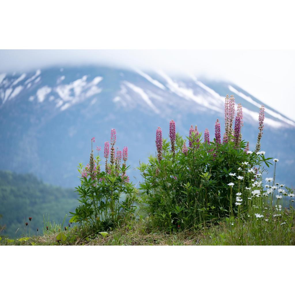 TAMRON 70-300mm F/4.5-6.3 Di III RXD Lens A047 for Nikon Z Mount