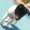 Pet Harness Vest and Leash Set for Small and Medium Dogs