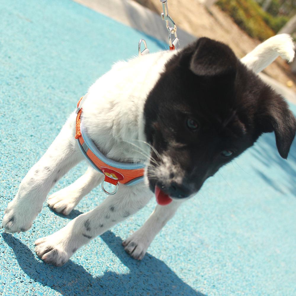Pet Harness Vest and Leash Set for Small and Medium Dogs
