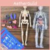 Colorful Children's Human Anatomy Skeleton Model Toy For Hands-on Learning With Diy Assembly And Clear Instruction Guide For Young Learners