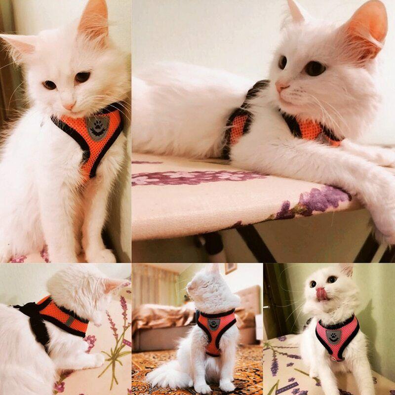 Breathable Mesh Pet Harness Leash Set with Reflective Straps for Chihuahua York Bulldog Adjustable Dog Chest Strap Walking Leash