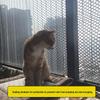 Lolo Black Cat Safety Net: Durable Mesh for Window and Balcony Protection