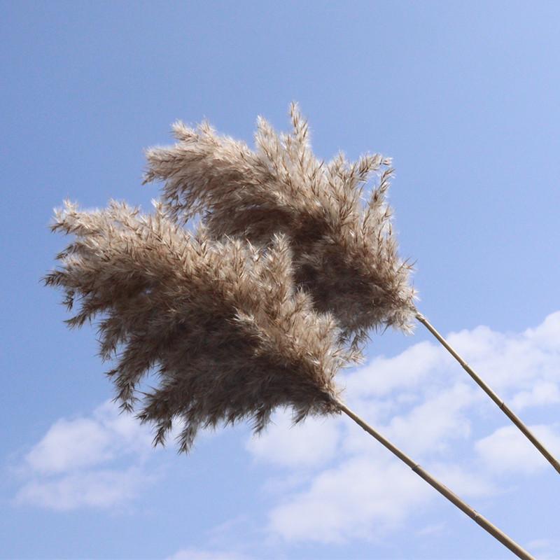 

Маленький Камыш Маленький Камыш Дрова Букет из Бессмертника Рождественское DIY Украшение Пампасная Трава Пампас Сухоцветы