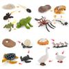 Charming Simulation Solid Turtle Chick Frog Animal Growth Cycle Montessori Teaching Aids For Educational Fun And Collectible Decor