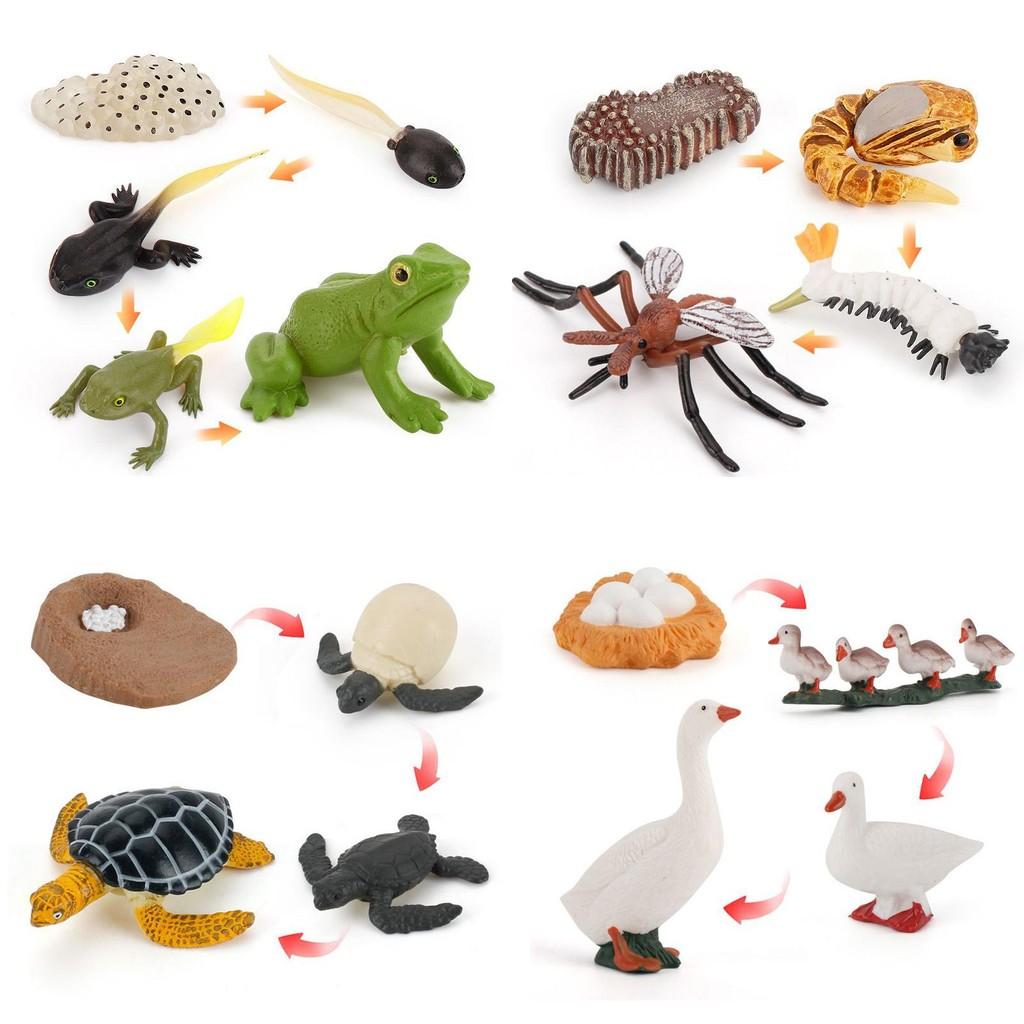 Charming Simulation Solid Turtle Chick Frog Animal Growth Cycle Montessori Teaching Aids For Educational Fun And Collectible Decor