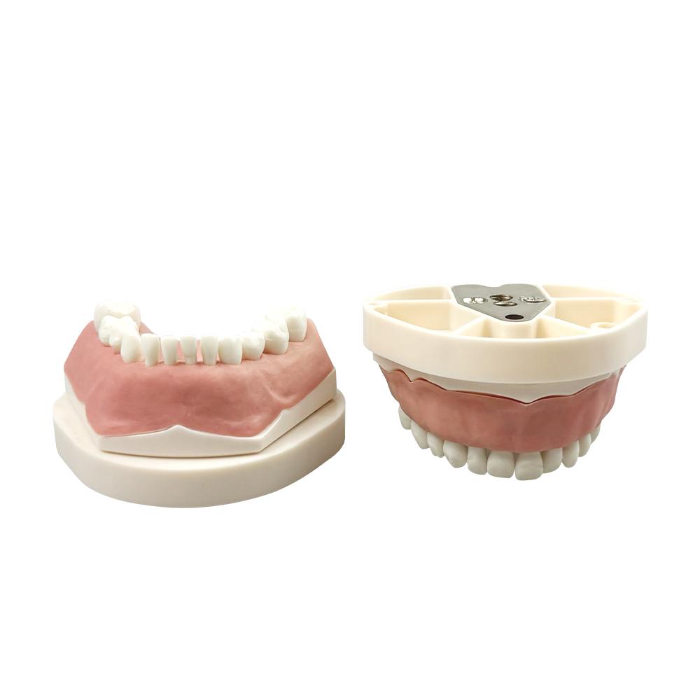 Kids Deciduous Teeth Practice Model With