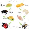 Animal Growth Cycle Simulation Toy Set: Solid Snail & Frog Models for Science Education