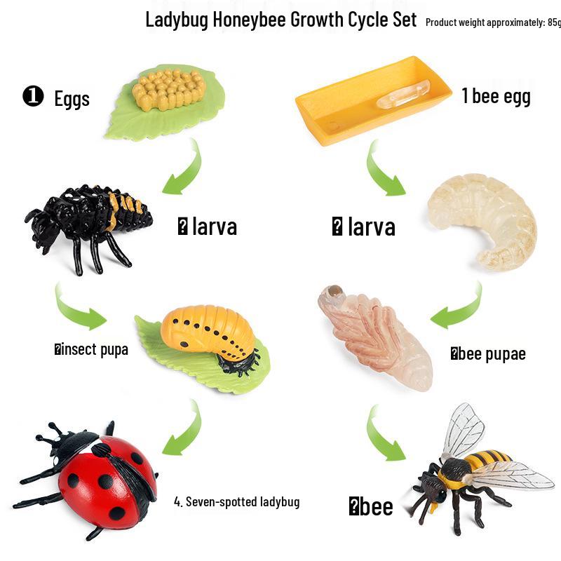 Cross-Border Simulation Science: Insect & Animal Growth Models - Snail & Frog Cognitive Set