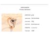 Douyin 100 Language 'I Love You' Crown Ring: Love Memory Confession, Detachable Design