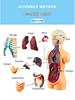 STEM Human Skeleton Model - Children's Educational Toy for Scientific Exploration