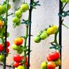 Multi-piece Adjustable Plant Clip - Reusable Garden Support for Flowers, Vines, Vegetables and Tomatoes - Durable Plastic, Essential Gardening Tools