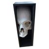 Yousheng Halloween Skull Bookend Bookshelves Decoration Spooky Gothic Skull Figurine Home Office Desktop Book Stopper Ornament