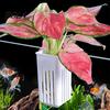 Plastic Plant Cup Tank Container, Hydroponic Holder, Wall Mounted Holder Aquatic Pot, Aquarium Planter Pot Fish Decoration