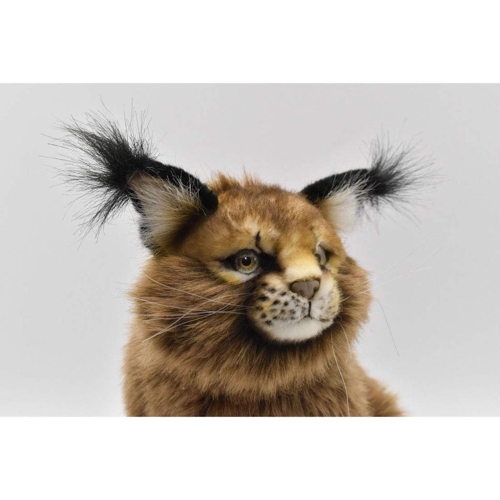 BH7047 HANSA Caracal 28