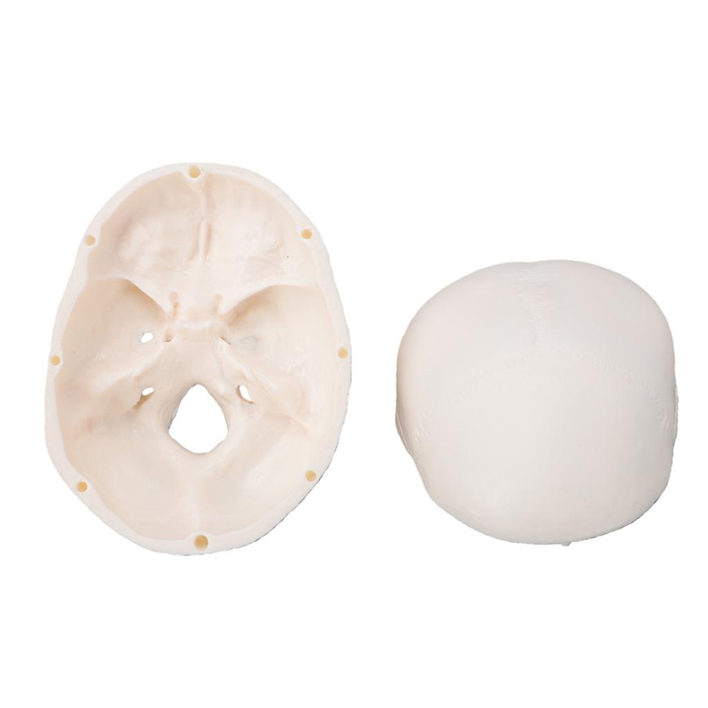 Skull Display Model 1Celsius2 Human Skull Model Teaching Educational Tool for Students Artists