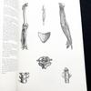 [USED] Andreas Vesalius Anatomical Illustrations, Illustrations from "Vesalius