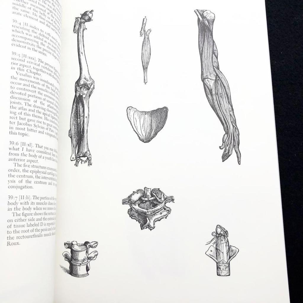 [USED] Andreas Vesalius Anatomical Illustrations, Illustrations from "Vesalius