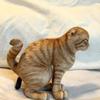 Lightweight Abstract Cat Doll Simulation Design Kawaii Plush Pendant  Handbag Backpack Accessory