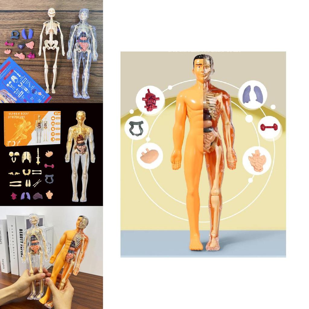 Colorful Children's Human Anatomy Skeleton Model Toy For Hands-on Learning With Diy Assembly And Clear Instruction Guide For Young Learners