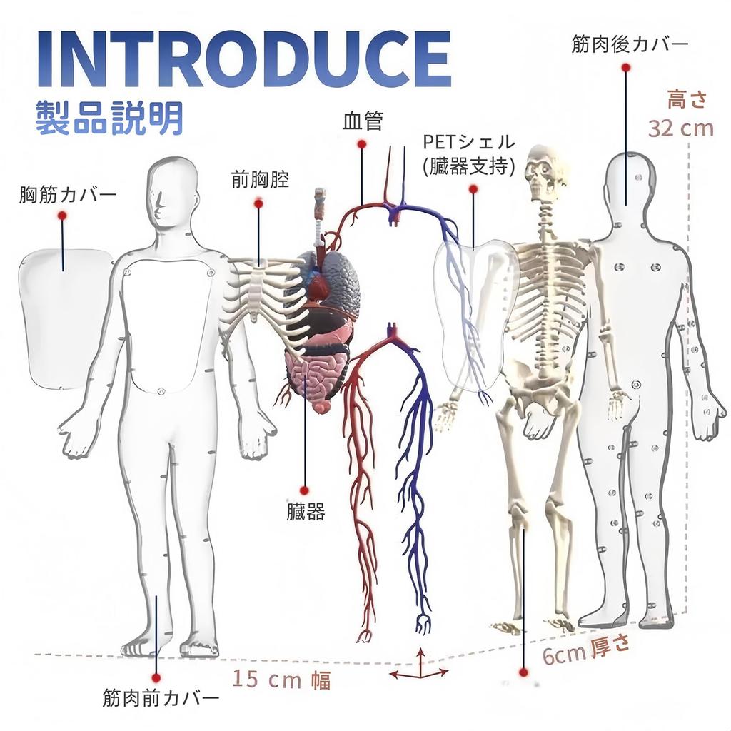 HYEANHLPYE Human Anatomy Model Toy, Transparent Full Body Human Blood Vessel Model Toy, Mannequin, Removable Organs and Skeleton Model, Disassembly Pu