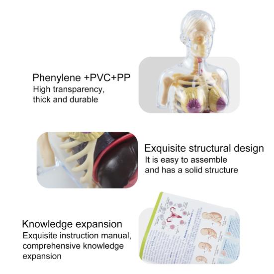 Transparent Pregnancy Model 4D Vision Human Anatomy Torso Model Medical Collectible Figure with Fully Detachable Organs for Students Professionals