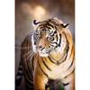 DIY Tiger 5D Diamond Maling Korssting Hel Rund Bor Harpiks Mosaikk Dyr Diamantbroderi Korsstingsett Hjemdekor