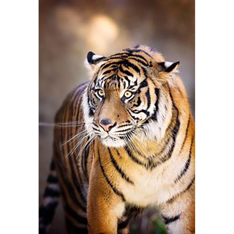 DIY Tiger 5D Diamond Maling Korssting Hel Rund Bor Harpiks Mosaikk Dyr Diamantbroderi Korsstingsett Hjemdekor