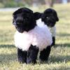 Jucărie Oaie de Pluș Păpușă Animal Umplută cu Bumbac PP Pentru Copii și Fete