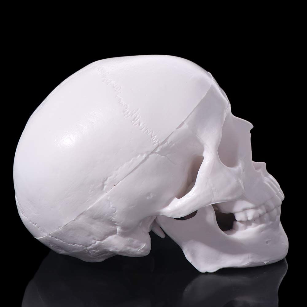 92x99x71mm Removable Skull Model Convenient Studying Human Head Model Resin Mini Anatomical Head Skull School Supplies