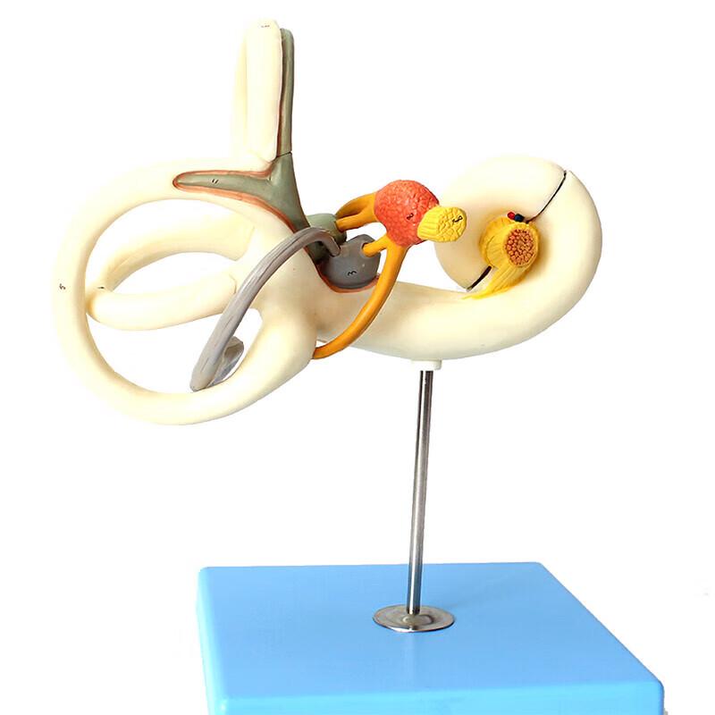 Simulated Ear Labyrinth Teaching Model