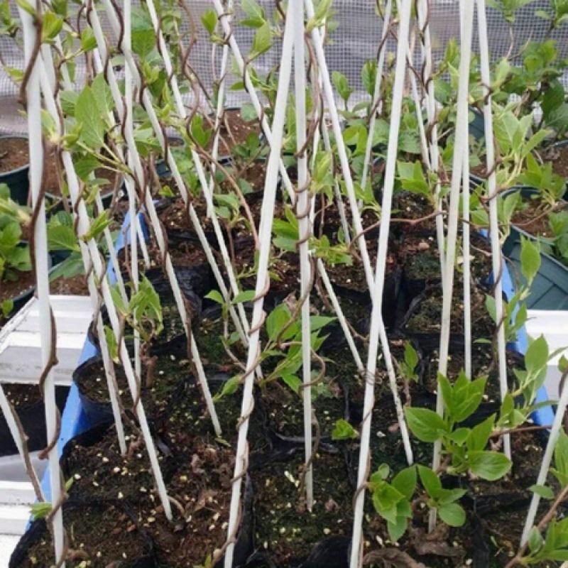 Zestaw siatki ogrodowej na pałąki do szklarni Pałąki podporowe z włókna szklanego do szklarni tunelowej na podwyższone grządki