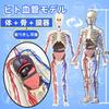 UKYCEORA Whole Body Vascular Model Human Anatomy Model Educational Skeleton Model 32cm with Removable Parts Fully Transparent Educational Toy for Boys