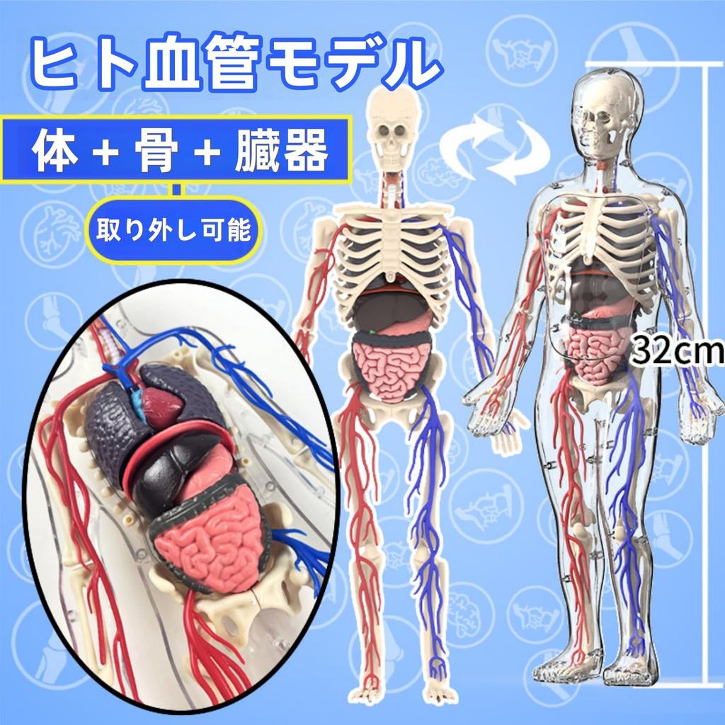 UKYCEORA Whole Body Vascular Model Human Anatomy Model Educational Skeleton Model 32cm with Removable Parts Fully Transparent Educational Toy for Boys