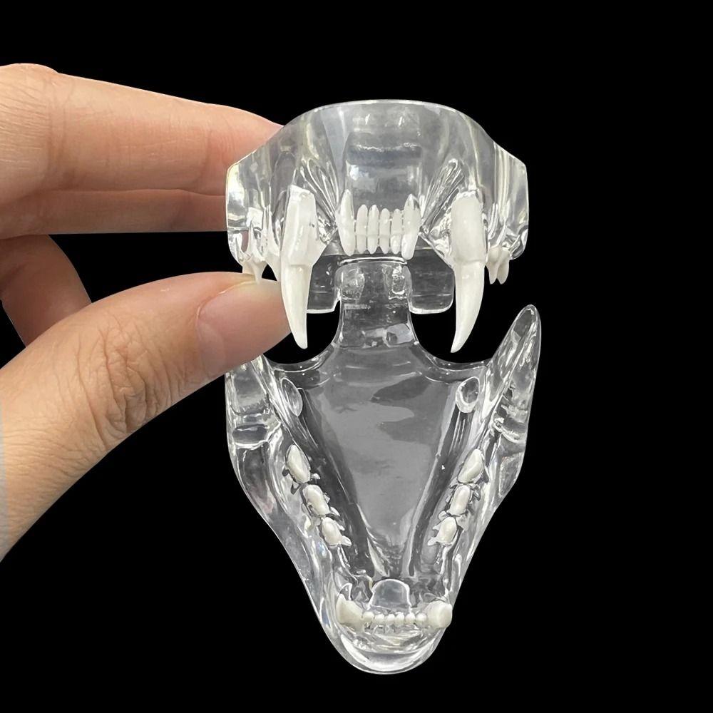 Educational Dental Animal Resin Teeth Dog Cat Rabbit Dental Teaching Canine Office