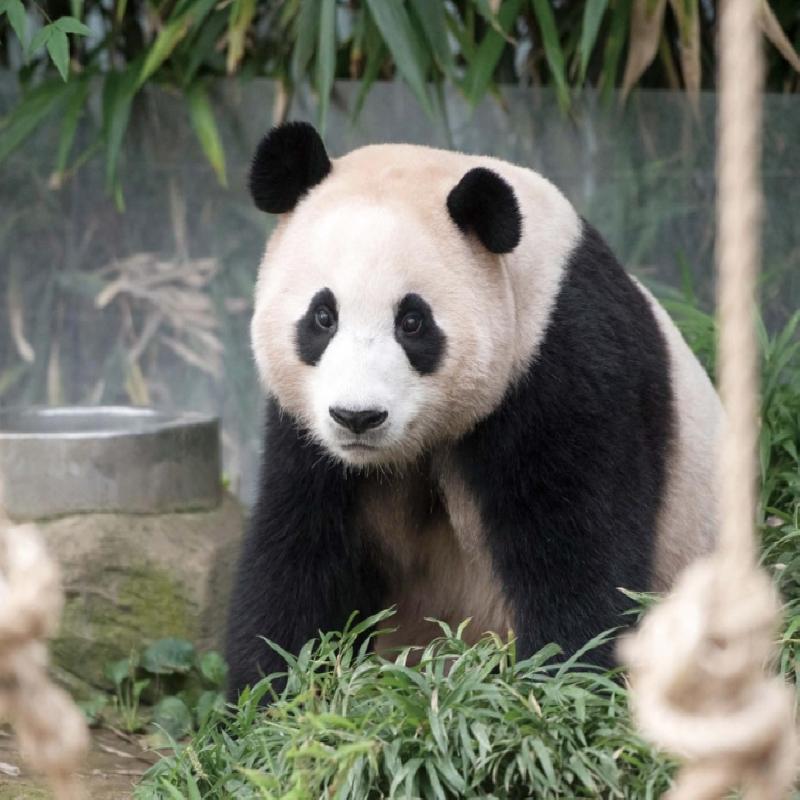 Omniscient Fubao Perspective Korean Picture Essay