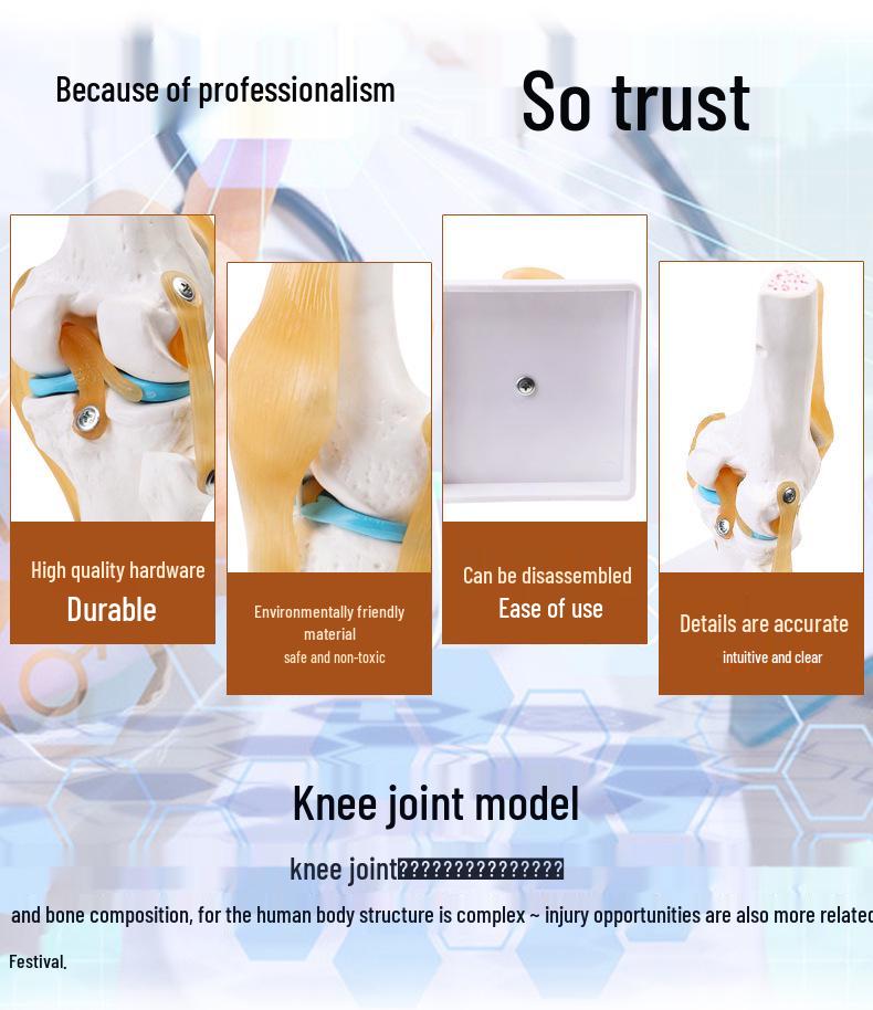 Human Knee Joint Model for Orthopedic Teaching and Display