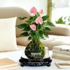 Bonsai Air Purifying Hydroponic Plants for Easy Year-Round Care