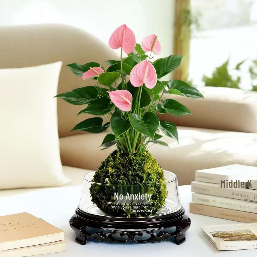 Bonsai Air Purifying Hydroponic Plants for Easy Year-Round Care