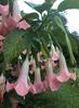 7-Seeds- Brugmansia Rosa"Engelstrompete Brugmansia Suaveolens