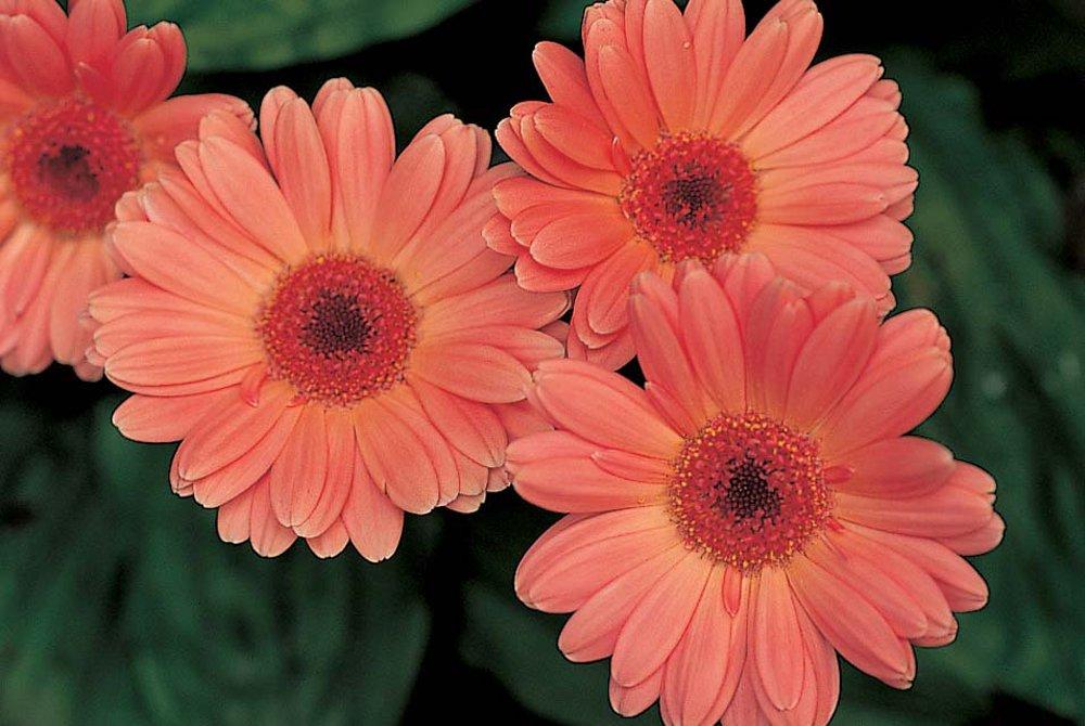 Marumi 77mm Lens Filter for Cameras MC+1 Close-Up (Product Code 031134)