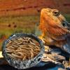 Bowls Small Resin Water Feeder Bowl Worm Feeding Dish for Lizard